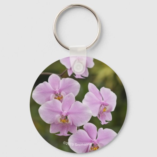 Porte-clés Phalaenopsis Schilleriana (Recto)