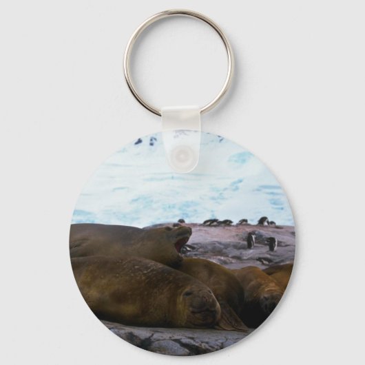 Porte-clés Phoques d'éléphants du sud (Recto)