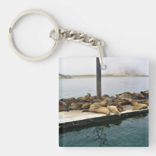 Porte-clés Phoques du port, Morro Bay, Californie