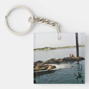Porte-clés Phoques du port, Morro Bay, Californie