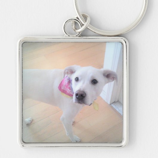 Porte-clés Photo de mignon blanc chiot blanc visage (Devant)