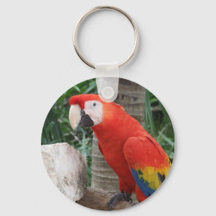 Porte-clés Photographie d'ara d'écarlate