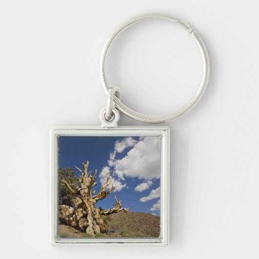 Porte-clés Pin Bristlecone dans l'Ancient Bristlecone Forest, (Devant)