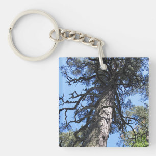 Porte-clés Pin Tree, Jardin botanique de Palanga, LITUANIE -