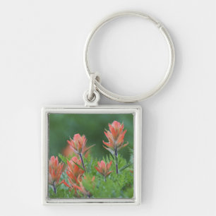 Porte-clés Pinceau indien, Castilleja miniata, Ouray,