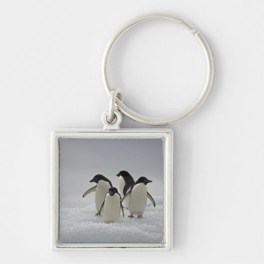 Porte-clés Pingouins d'Adelie sur des écoulements de glace (Devant)