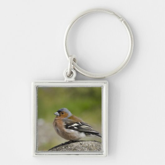 Porte-clés Pinson masculin (SAUVAGE : Coelebs de Fringilla) (Devant)