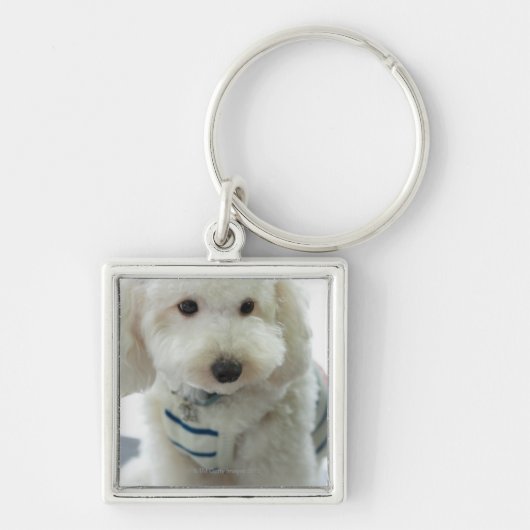 Porte-clés Plan rapproché d'un caniche miniature (Devant)