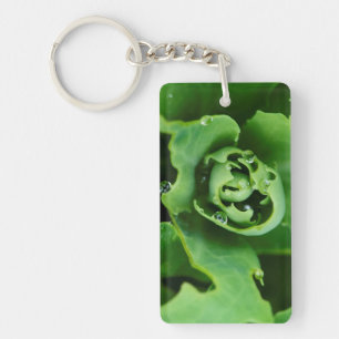 Porte-clés Plante succulente en gros plan avec des gouttelett