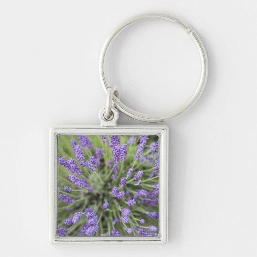 Porte-clés Plantes de lavande (Devant)