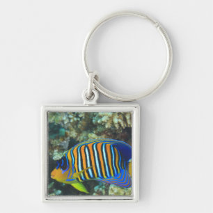 Porte-clés Poisson-ange royal juvénile Pygoplites
