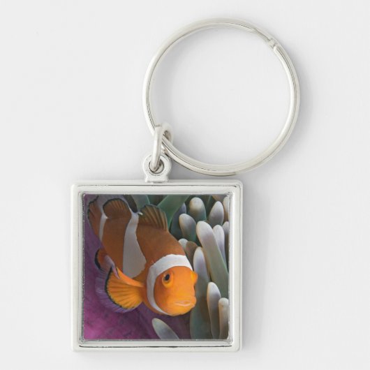 Porte-clés Poisson clown occidental (Devant)