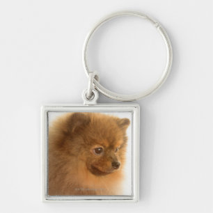 Porte-clés Pomeranian