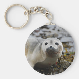 Accessoires Otarie Bebe Zazzle Be