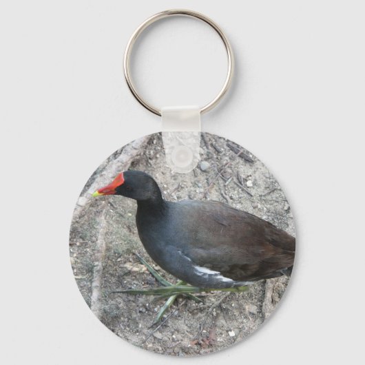 Porte-clés Porte - clé de Moorhen (Recto)