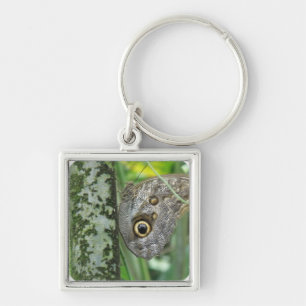 Porte-clés Porte - clé de papillon de hibou de grange