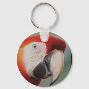 Porte-clés Porte - clé de perroquet très Cool