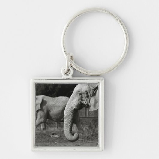 Porte-clés Porte - clé d'éléphants asiatiques (Devant)