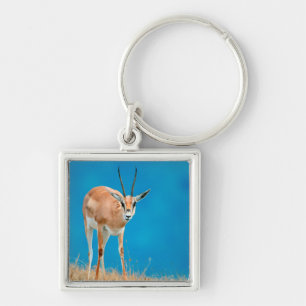 Porte-clés Portrait de femelle gazelle de Grant (Gazella Gran
