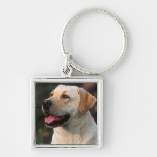 Porte-clés Portrait de Labrador Retriever, Hilton (Devant)