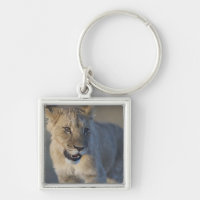 Portrait de lion CUB (Panthera Lion), Namibie