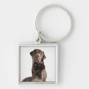 Porte-clés Portrait de studio de chocolat Labrador