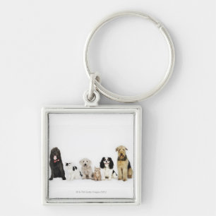 Porte-clés Portrait des chats et des chiens se reposant