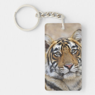 Porte-clés Portrait du tigre royal du Bengale, Ranthambhor
