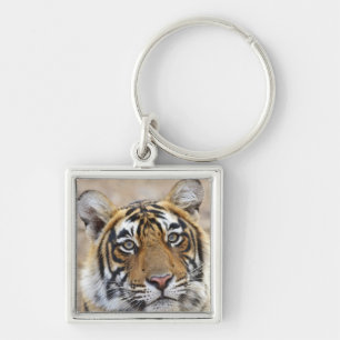 Porte-clés Portrait du tigre royal du Bengale, Ranthambhor