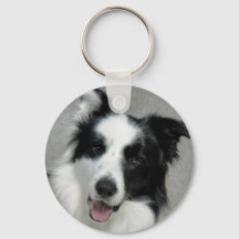Portrait photo Collie Bordure