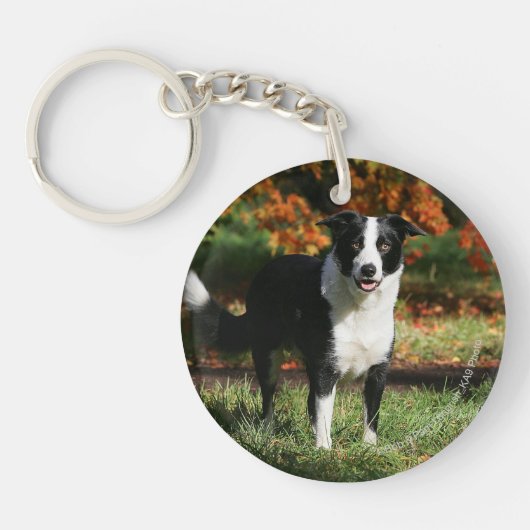 Porte-clés Position d'automne de border collie (Devant)