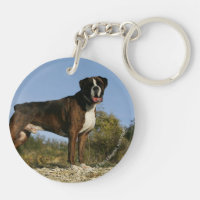 Position d'exposition canine de boxeur