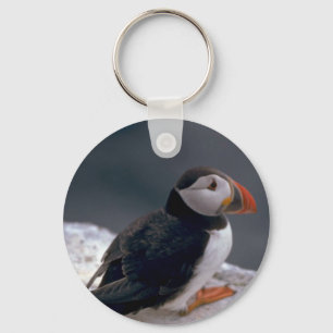 Porte-clés Puffin, Fratercula artica