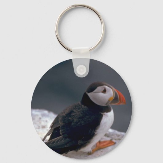 Porte-clés Puffin, Fratercula artica (Recto)