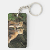 Porte-clés Pup Red Fox devant den Vulpes vulpes) (Dos)