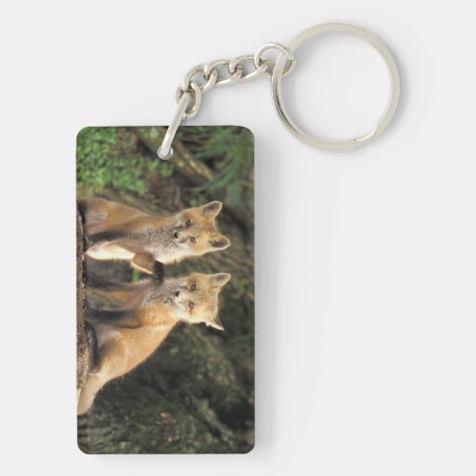 Porte-clés Pup Red Fox devant den Vulpes vulpes) (Dos)