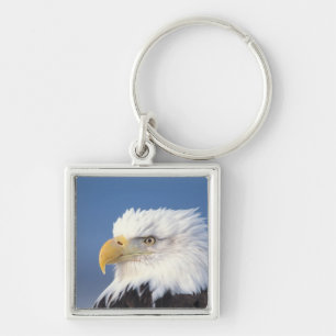 Porte-clés pygargue à tête blanche, Haliaeetus leuccocephalus