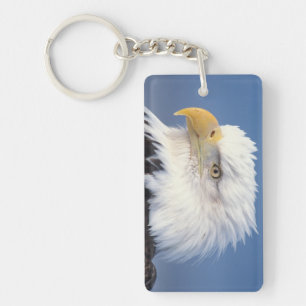 Porte-clés pygargue à tête blanche, Haliaeetus leuccocephalus