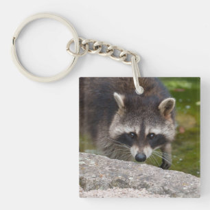 Porte-clés Raccoon Fait Contact Direct Avec L'Oeil