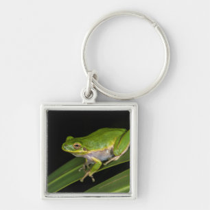 Porte-clés Rainette verte (Hyla cinerea) 2