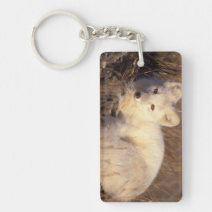 Porte-clés renard arctique, Alopex lagopus