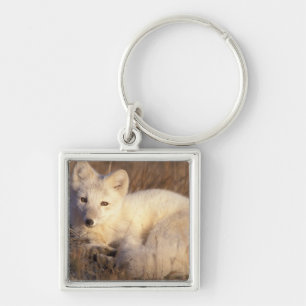 Porte-clés renard arctique, Alopex lagopus