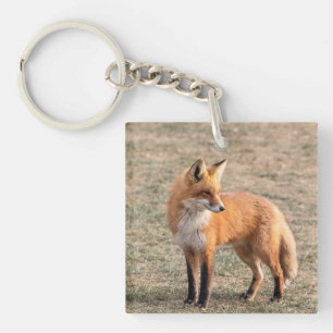Porte-clés Renard rouge dans un champ