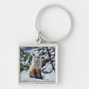 Porte-clés Renard roux assis sur un banc de neige, Vulpes, Mt