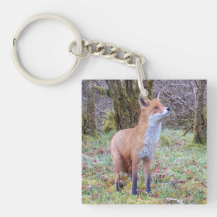 Porte-clés Renard roux regardant vers le haut faune animal de