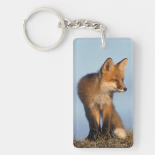 Porte-clés renard roux, Vulpes vulpes