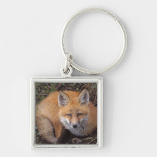 Porte-clés renard roux, Vulpes vulpes, en couleurs d'automne