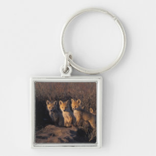 Porte-clés renard roux, Vulpes vulpes, kits