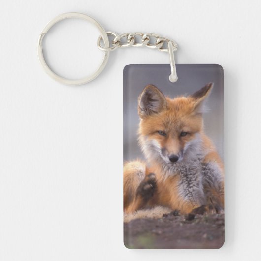 Porte-clés renard roux, Vulpes vulpes, petit se grattant, (Devant)