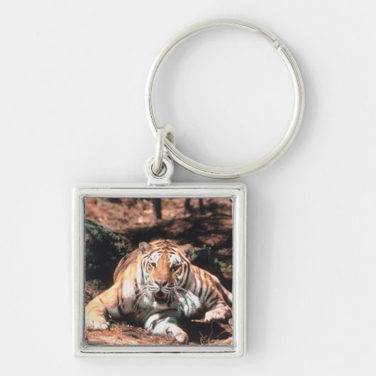Porte-clés Repos de tigre (Devant)